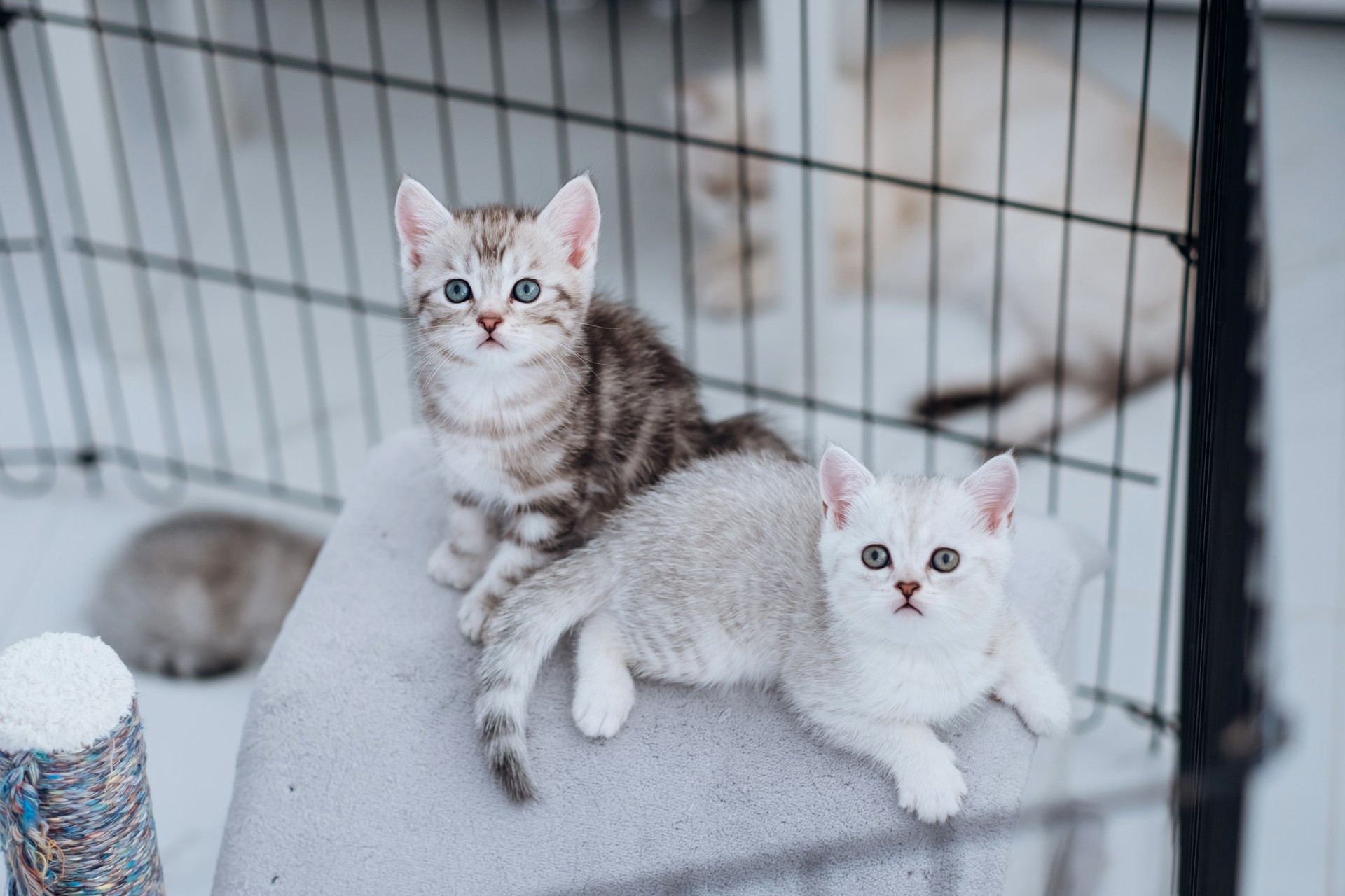 Two little purebred kittens are sitting in a cage in the house of a cat breeder.